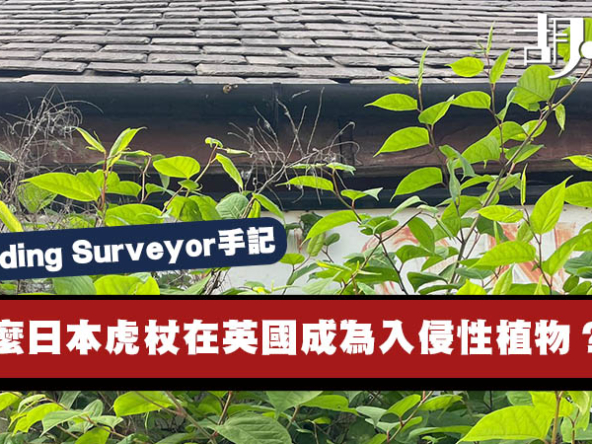 【英國Building Surveyor手記】為什麼日本虎杖在英國成為入侵性植物？